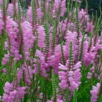 Физостегия виргинская Pink Manners
