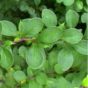 Барбарис Тунберга