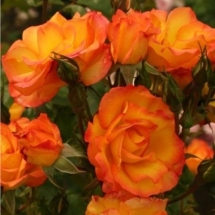 Роза шраб Bonanza