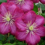 Клематис Ville de Lyon