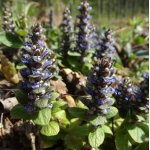 Живучка ползучая