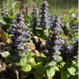 Живучка ползучая