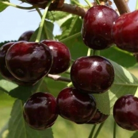 Дюк Спартанка