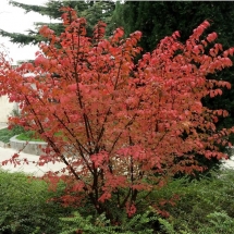 Бересклет крылатый