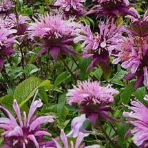 Монарда гибридная Beauty of Copham