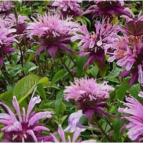 Монарда гибридная Beauty of Copham