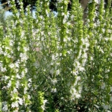 Иссоп лекарственный