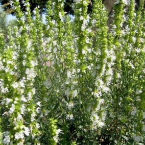 Иссоп лекарственный