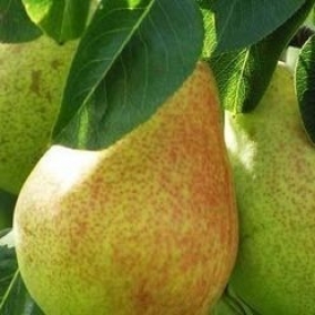 Груша Москвичка