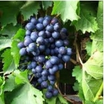 Виноград Ранний Магарача