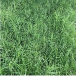 Осока пальмолистная