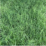 Осока пальмолистная