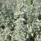 Полынь Пурша