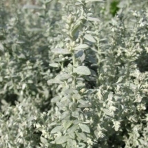 Полынь Пурша