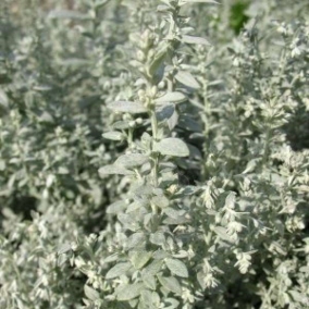 Полынь Пурша