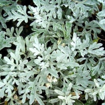 Полынь Стеллера Moris Strain