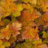 Пузыреплодник калинолистный Amber Jubilee