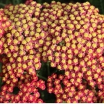 Тысячелистник обыкновенный Rainbow™Sparkling Contrast