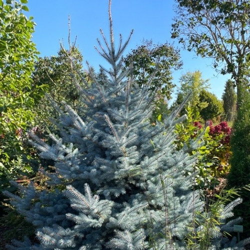 Ель колючая Blue Diamond