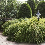 Стефанандра надрезаннолистная Crispa