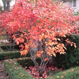 Ирга Ламарка (канадская)