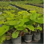 Белокопытник гибридный