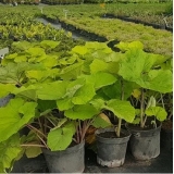 Белокопытник гибридный