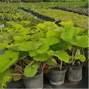 Белокопытник гибридный