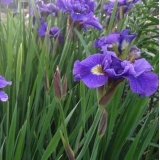 Ирис сибирский Double Standard