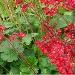 Гейхера кроваво-красная Leuchtkafer