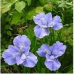 Ирис сибирский Dear Delight