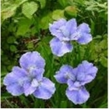 Ирис сибирский Dear Delight