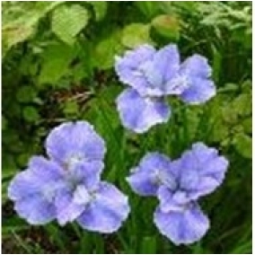 Ирис сибирский Dear Delight