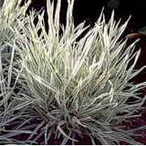 Бухарник мягкий Variegata