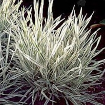 Бухарник мягкий Variegata