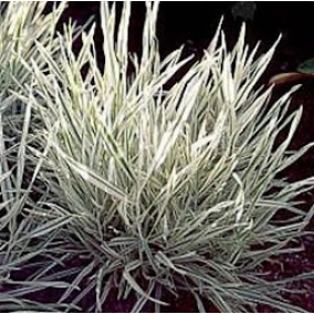 Бухарник мягкий Variegata