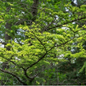 Лиственница японская (Кемпфера)