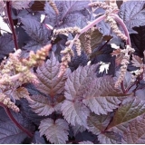 Астильба гибридная Chocolate Shogun