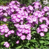 Флокс метельчатый Uspech