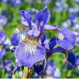 Ирис сибирский