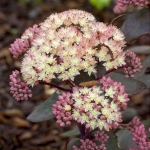 Седум (очиток) гибридный Moonlight Serenade