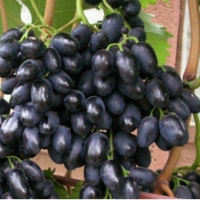 Виноград Надежда АЗОС