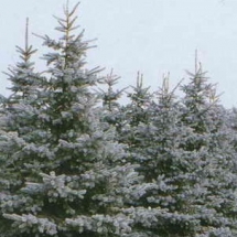 Ель колючая Glauca