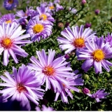 Астра кустарниковая Blue Lagoon