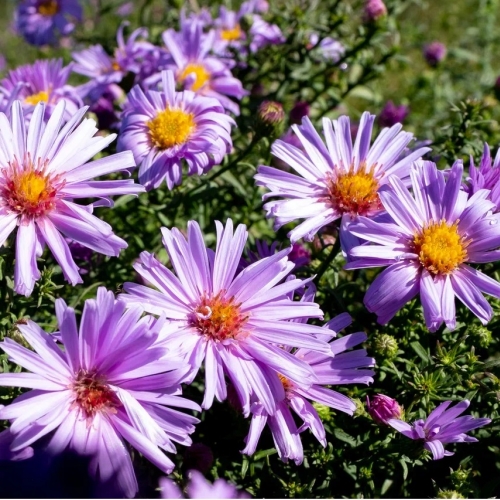 Астра кустарниковая Blue Lagoon