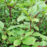 Дерен белый Sibirica