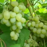 Виноград Русский янтарь