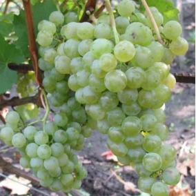 Виноград Цитронный Магарача