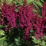 Астильба китайская Vision in Red