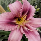 Лилейник Purple Bicolor